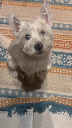 PupCrawl is being built to connect you humans and us pups — but until then, we’re sharing tips and building pup community. Today’s tip: how to macimise your treat intake by being a very bad boy😉 Follow for more expert-level manipulation strategies. #doglife #dogcommunitytiktok #doggrooming #citydog #doglovers Oneisall Dog Clippers Low link: https://www.amazon.co.uk/dp/B01HRSZRXM?ref=ppx_pop_mob_ap_share