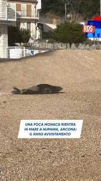Ancona, foca monaca avvistata in spiaggia a Numana: il video virale
