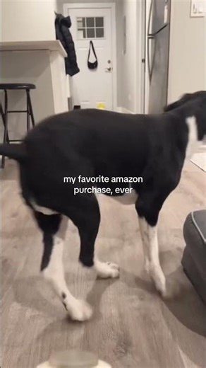 My Favorite Amazon purchase ever🐾 #amazonfinds #doglovers LINK IN DESCRIPTION