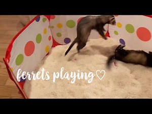 Ferrets Playing♡ (digging, rolling, stashing, dooking...... the life of a ferret lol)