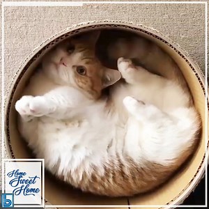 This pretty cat choose a round box for chilling 😄 What is your cat's favourite bed? 🐱 | Bentaş Bentonit