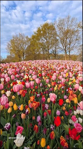 Keukenhof Tulips Garden🌷, Netherlands in full bloom 🇳🇱 #keukenhof #tulip #frühling #springtime