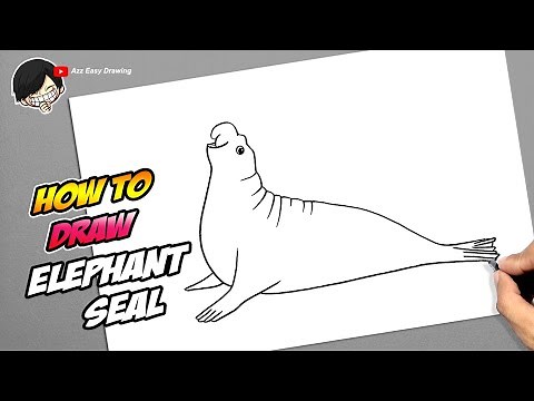 How to draw Elephant Seal