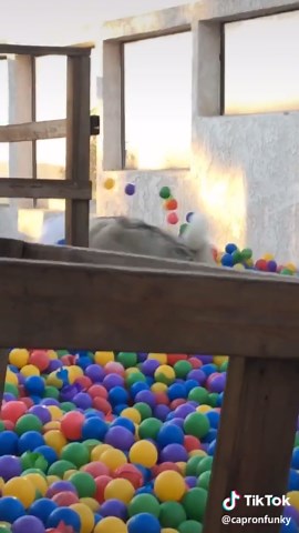 Precious Pupp Laugh Cartoon