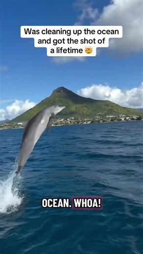 Dolphin Thanks for Ocean Cleanup Efforts