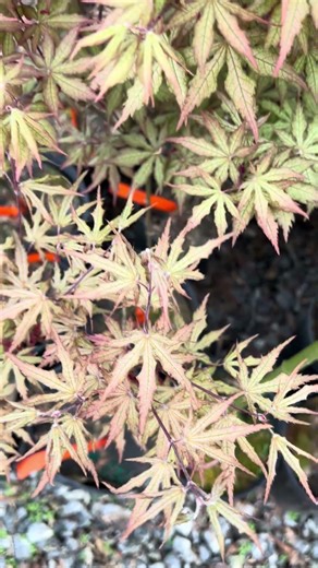 Acer palmatum 'Nebula' Variegated Japanese Maple