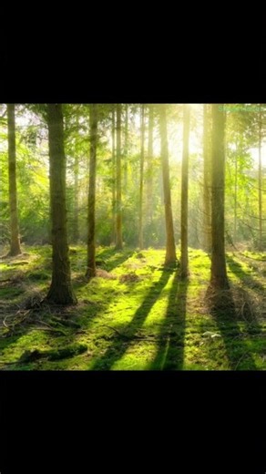 🌲 Pink Noise + Forest Wind | Sleep in Minutes
