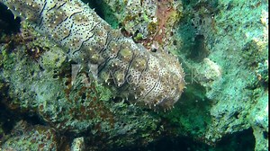 The front part of the body is Graeffe's Sea Cucumber (Pearsonothuria graeffei), medium shot.
