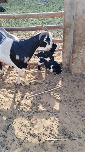 Ustad wazeer goat farm (@ustad.wazeer.goat.farm)’s videos with original sound - Ustad wazeer goat farm
