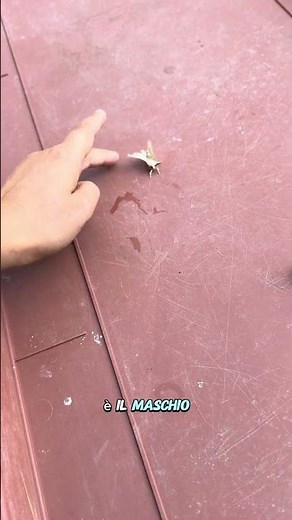 Silkworm Moths and Their Mating