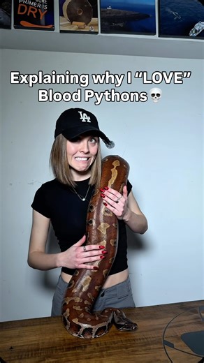 Rae Delsey | I used to be terrified of blood pythons. Not nervous. Not cautious. Terrified. But fear usually comes from not understanding. Growth isn’t... | Instagram