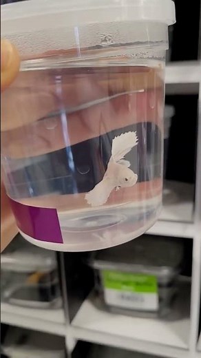 Petco vs Pet Smart for a Betta Fish