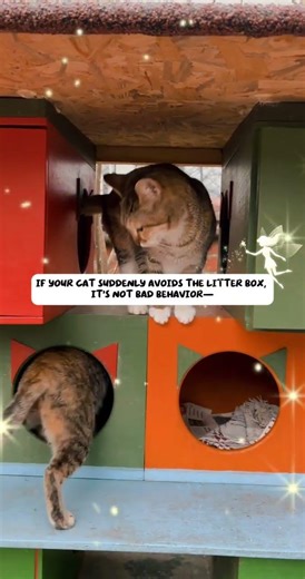 When Cats Avoid the Litter Box, It’s a Warning Sign