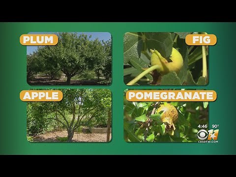 Gardening 101: Growing Fruit Trees In The Texas Heat