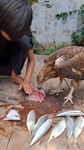 sharpening eagle claws