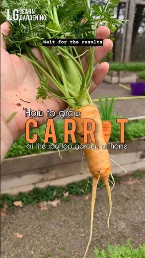 how to grow carrots at home #carrots