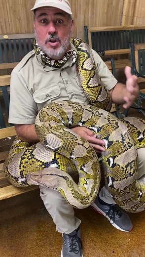 368K views · 5.7K reactions | Reticulated pythons get absolutely massive  #reels #animals #reptiles #reptilelover #reptilekeeper #snake #python #reticulatedpython #retic #reptilebreeder #cuteanimals #nature #wildlife #indonesia #funnyanimals #zoo #TheReptileZoo | Jayprehistoricpets | Facebook