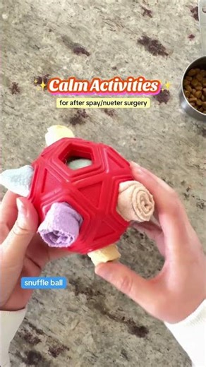 Post-Spay Calm Activities — Worth It? 🐾✨
