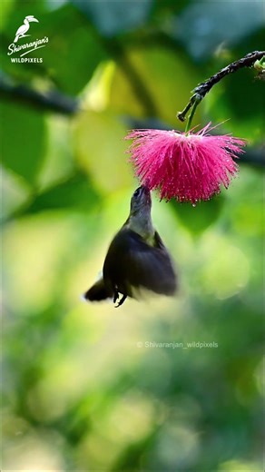 Little Spiderhunter Hovers for Nectar at a Powder Puff Flower