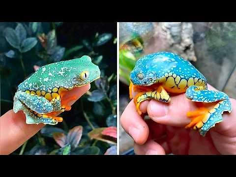 Fringed Leaf Frog 🐸 This Frog Looks PAINTED!