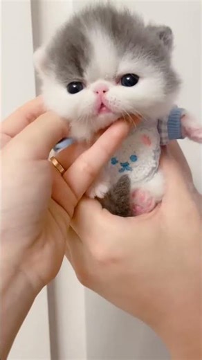 little adorable Kitty funny momentsmade my day#kittyvibes #cutecats#funnycats#kittenvideos#fyp