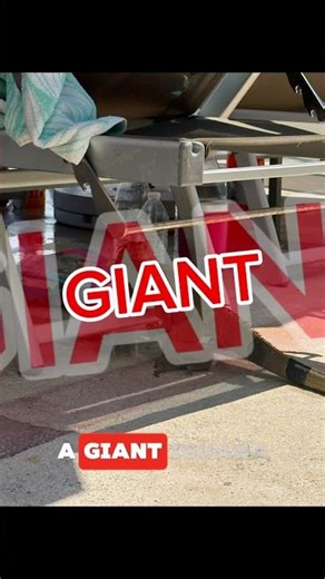 What was under the chair??? #scarybaboon