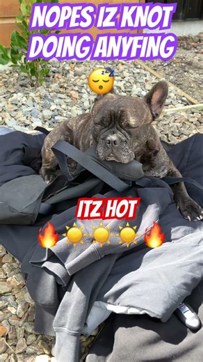 ITZ HOT🔥☀️🔥☀️🔥 #frenchbulldog #stubbornness #youtubeshorts