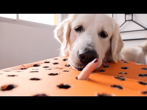 Cute Puppy Plays in Game Catch a Finger | Funny Dog Bailey