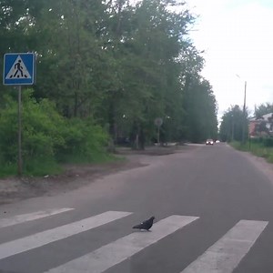 Yield to pedestrians! 🐦 | Funny Videos