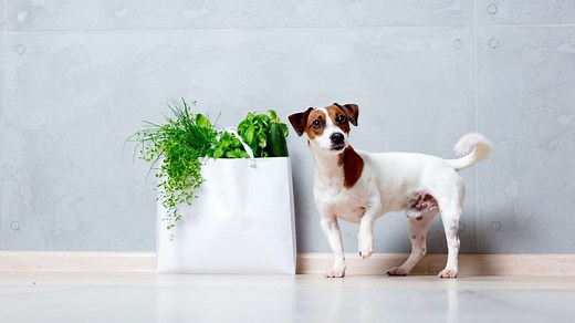 What spices can dogs eat? A vet weighs in