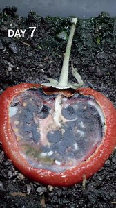 Tomato slice on soil time-lapse: Rot or rise?