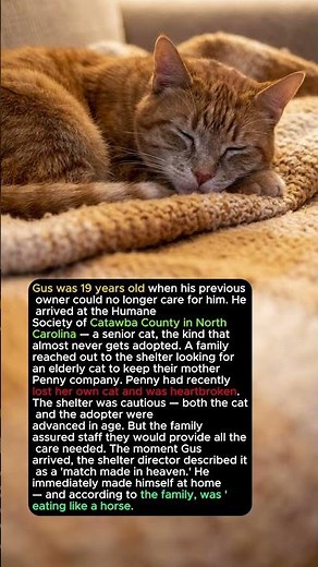 The Cat Was 19. His Adopter Was 101. The Shelter Called It a Match Made in Heaven.