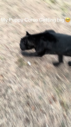 Training My Cane Corso Puppy: Tips and Tricks