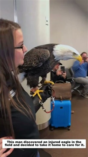 This man discovered an injured eagle in the field and decided to take it home to care for it.