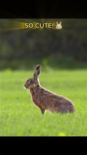 Cute Rabbit Moments That Will Melt Your Heart 🐰❤️ #shorts
