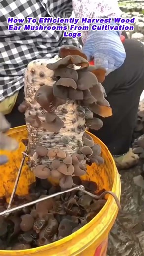 How To Efficiently Harvest Wood Ear Mushrooms From Cultivation Logs