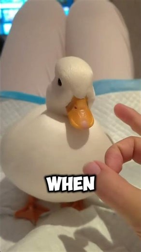 These Ducks Are Expensive for a Reason #duck #viral #shorts