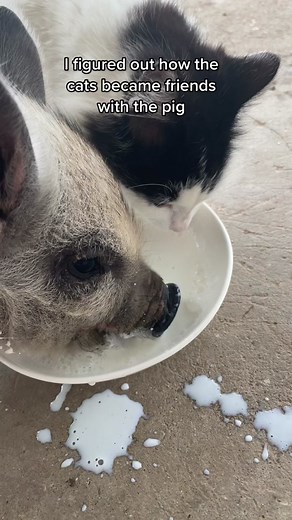 Heartwarming Animal Friendship on the Farm