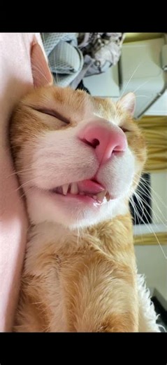 He is asleep and imagines there is a delicious meal there with a plate of milk. #cat #cute #catnap