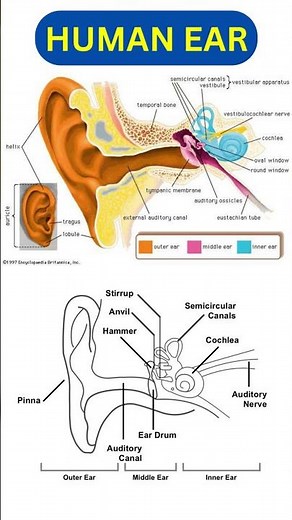 human ear diagram #shorts #biology #humanear