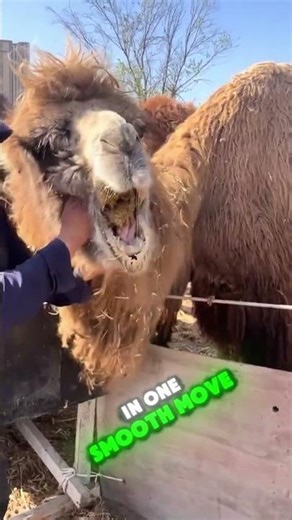 Camel Owner Saves His Camel by Removing Massive Lump from Cheek 😱❤️