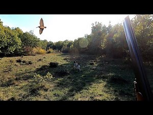 Woodcock Hunting in Croatia, Istria | Lov na šljuke | Caccia Alla Beccaccia con i cani