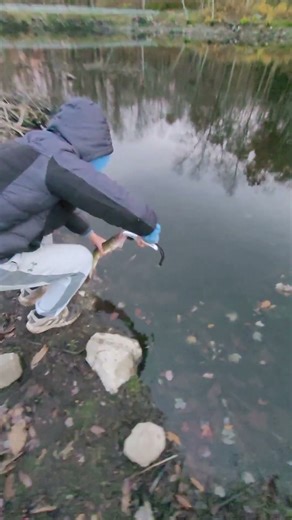 Catching a big Pickerel in a small pond #shorts