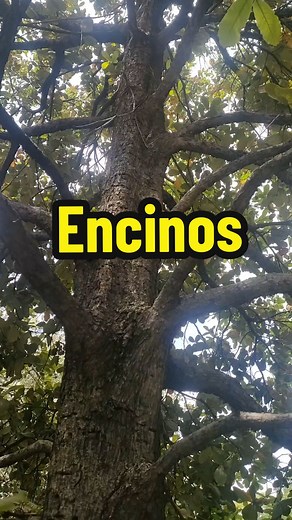Encinos: Árboles Fascinantes de la Ciudad de México