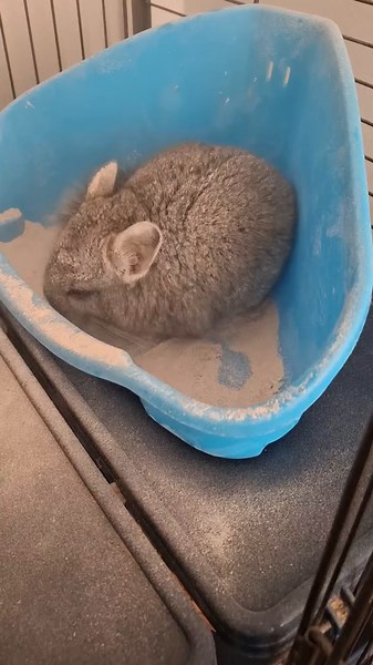 Bienvenidos a un día de baño muy especial! Hoy, Delta ha decidido que es su turno de acaparar todo el baño. 🛁🐭🐭 Mientras tanto, sus herman@s tienen su momento de spa, pero de una manera diferente. 🐭✨ ¡Baño de arena! #CuteAnimals #PetsOfTikTok #AnimalLovers #AdorablePets #PetLove #FurryFriends #AnimalFriends #Petstagram #CutenessOverload #ChinchillaCute #Chinchillas #ExoticPets #RodentLove #RodentsofTikTok #ChinchillaLove #ChinchillaLife #ExoticAnimal #CuteRodents #RodentPets #ChinchillaAvent