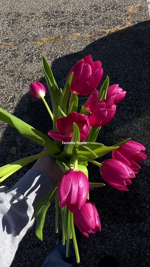Exploring Favorite Flowers: The Beauty of Tulips