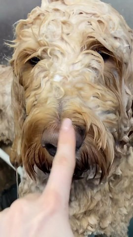 Curly dog makeover: Labradoodle’s stunning grooming transformation