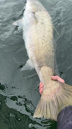 ChasingNativesAuz on TikTok