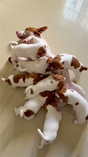 귀여운 강아지 만나보세요 / 愛らしい子犬に出会おう #JapanDogs #KoreaPuppies
