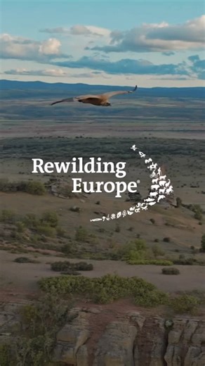 Rewilding Europe on Instagram: "🎙️🌿 How does rewilding help save schools from closing? 🌿🎙️ Something is happening in remote villages across Europe. As wildlife returns to once-abandoned landscapes, so do people: families, children, and the heartbeat of local communities. 🗣️ As Pablo Schapira from @rewilding_spain explains, 𝐫𝐞𝐰𝐢𝐥𝐝𝐢𝐧𝐠 𝐢𝐬 𝐚𝐛𝐨𝐮𝐭 𝐩𝐞𝐨𝐩𝐥𝐞. Rewilding revives local economies, reopens businesses, and brings life back into local economies. Visiting rewilding land